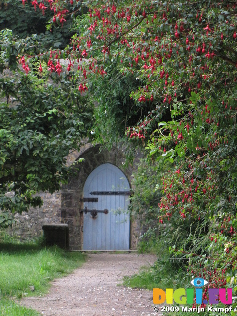 SX08056 Blue wooden door of Dunraven walled garden framed by red Fuchsia flowers (Fuchsia magellanica)